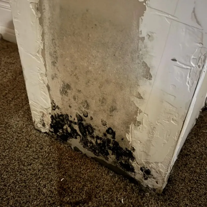 Professional Mold Removal in Middletown, NY